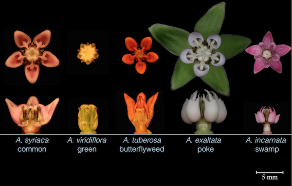 Five _Asclepias_ species